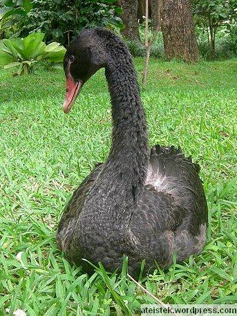 cestitke za novo leto